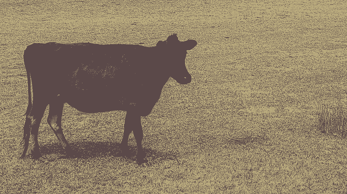 Cow