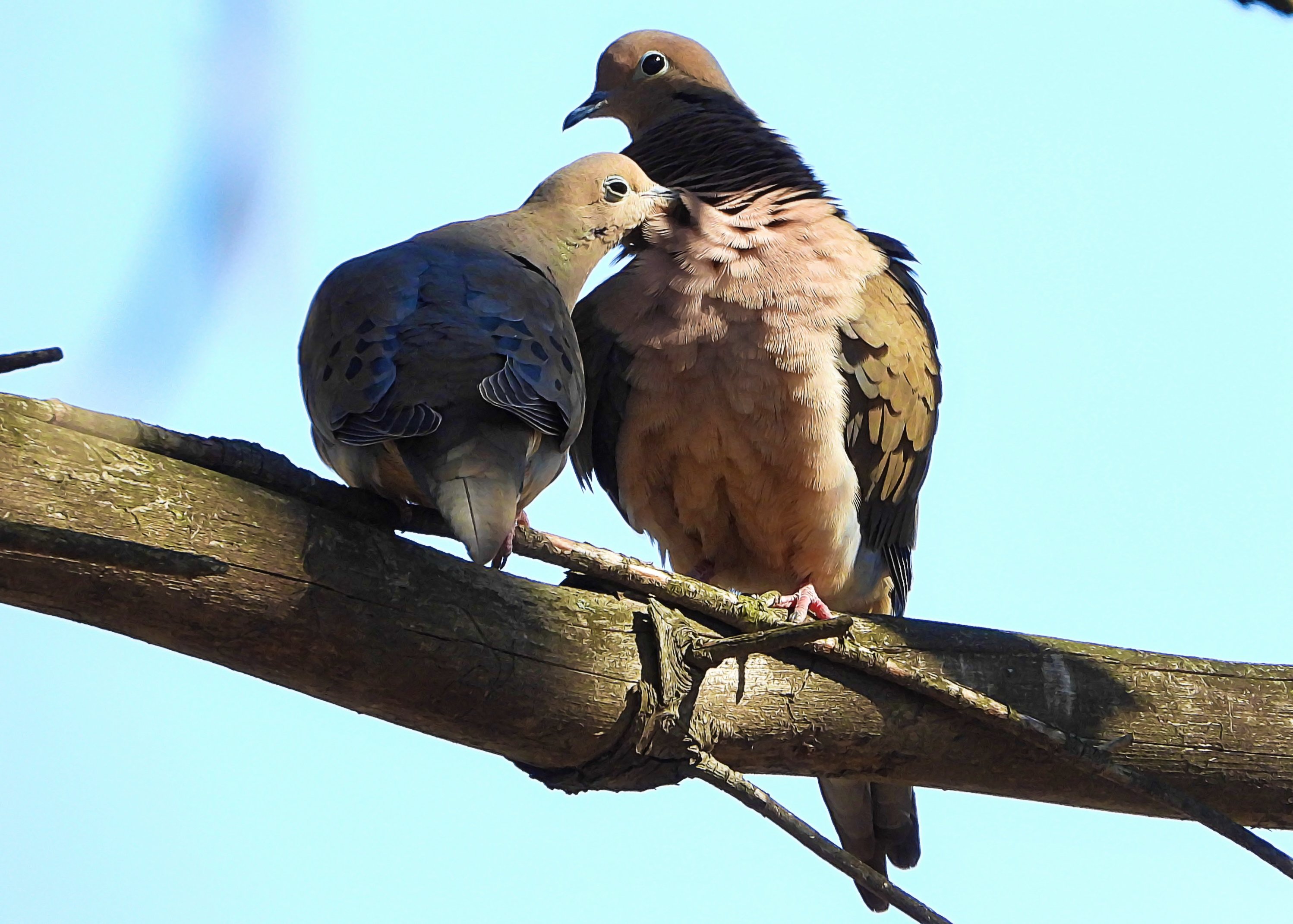 Flocksourced #024 - Mourning Doves