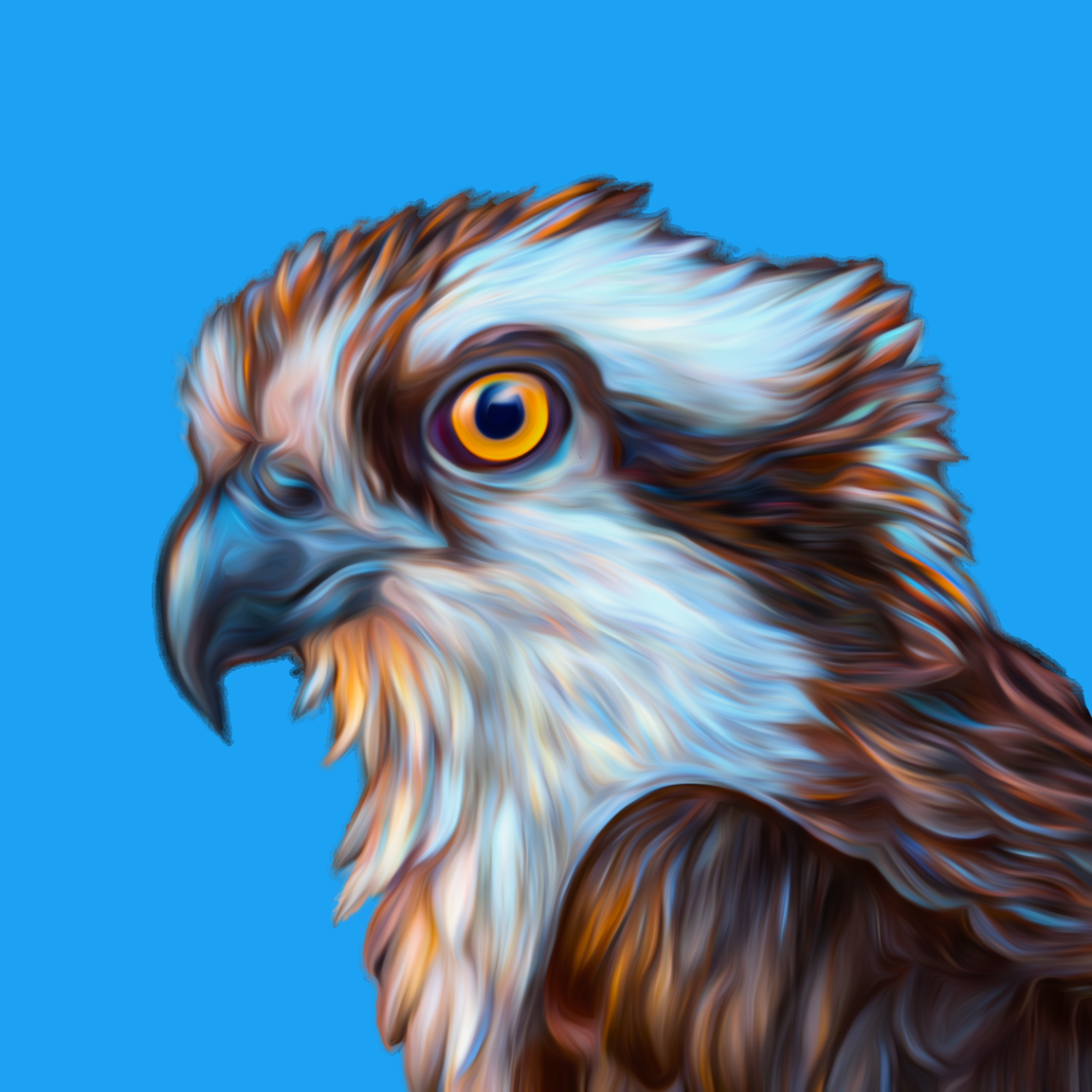 osprey.base.eth Profile Photo