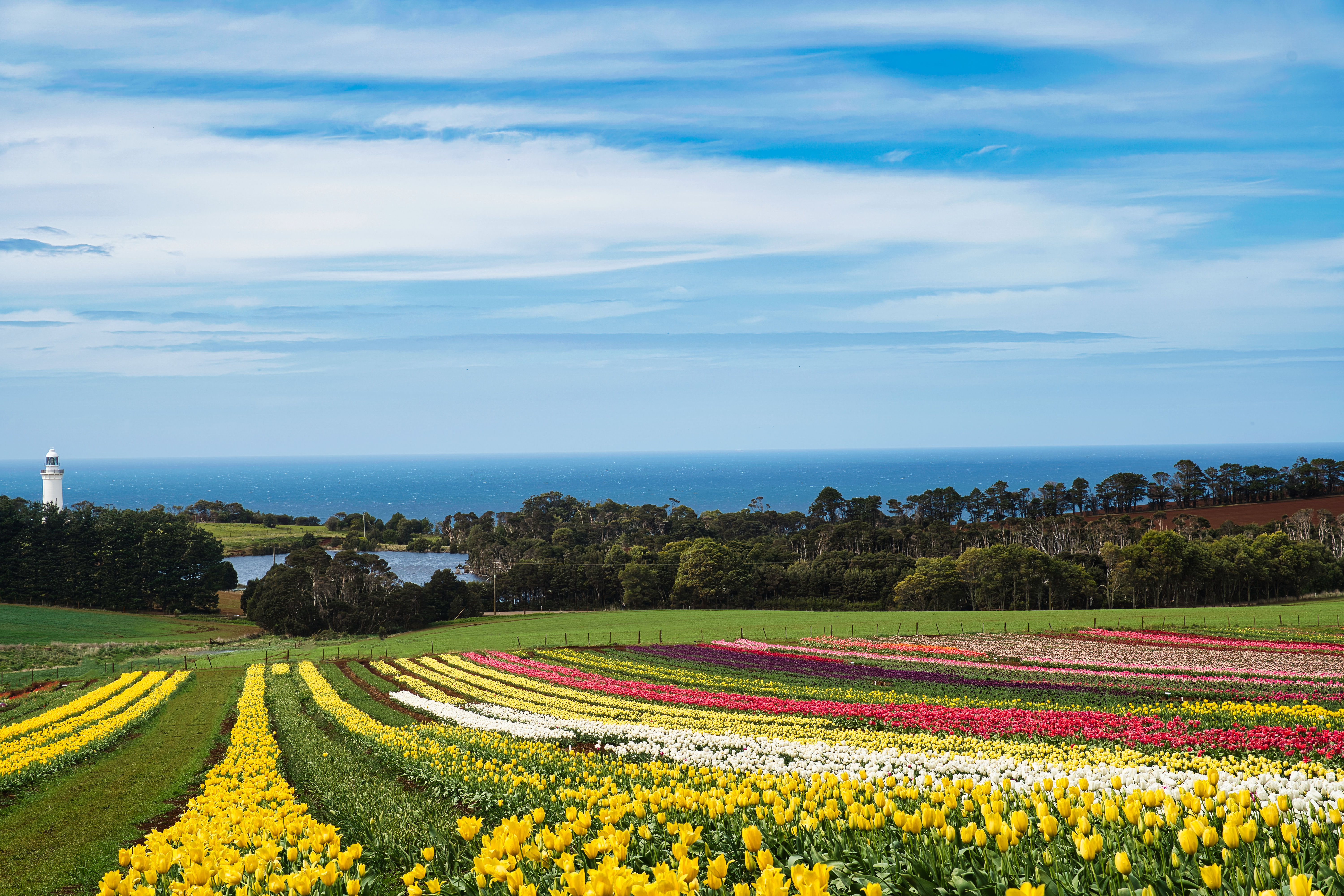 Table Cape Tulips